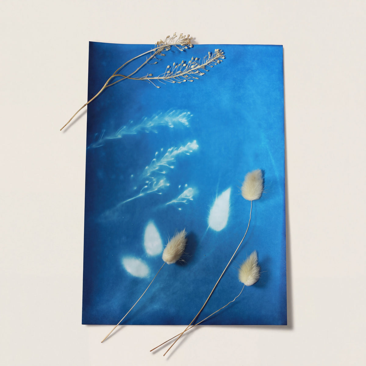 Cyanotype vs anthotype : quelle technique de tirage photo solaire choisir ?