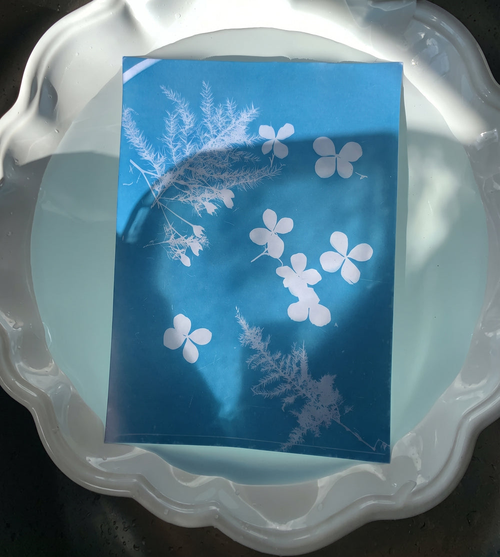 Rinçage d’un cyanotype Insolage