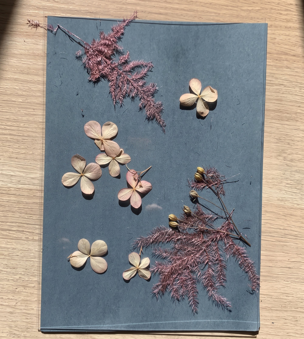 Papier cyanotype exposé au soleil