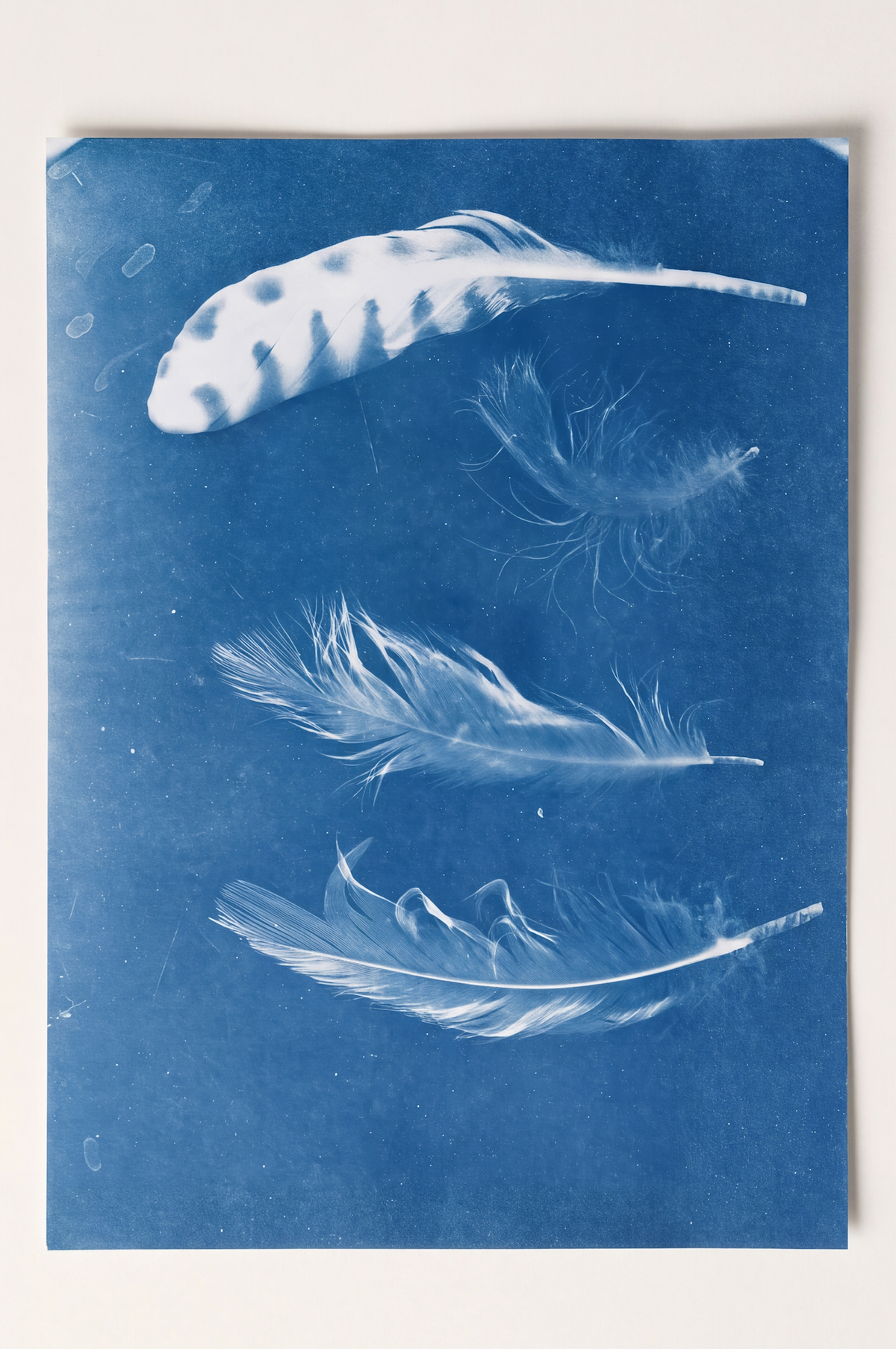 Détail du papier cyanotype