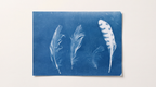 Kit Cyanotype prêt à l’emploi