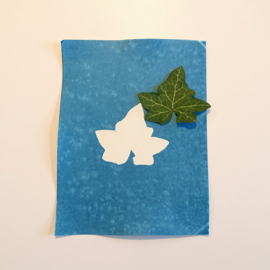 Le Kit d'Insolage Cyanotype - Format Passion